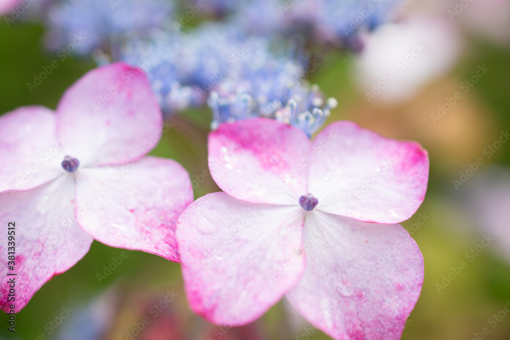 紫陽花 紫陽花