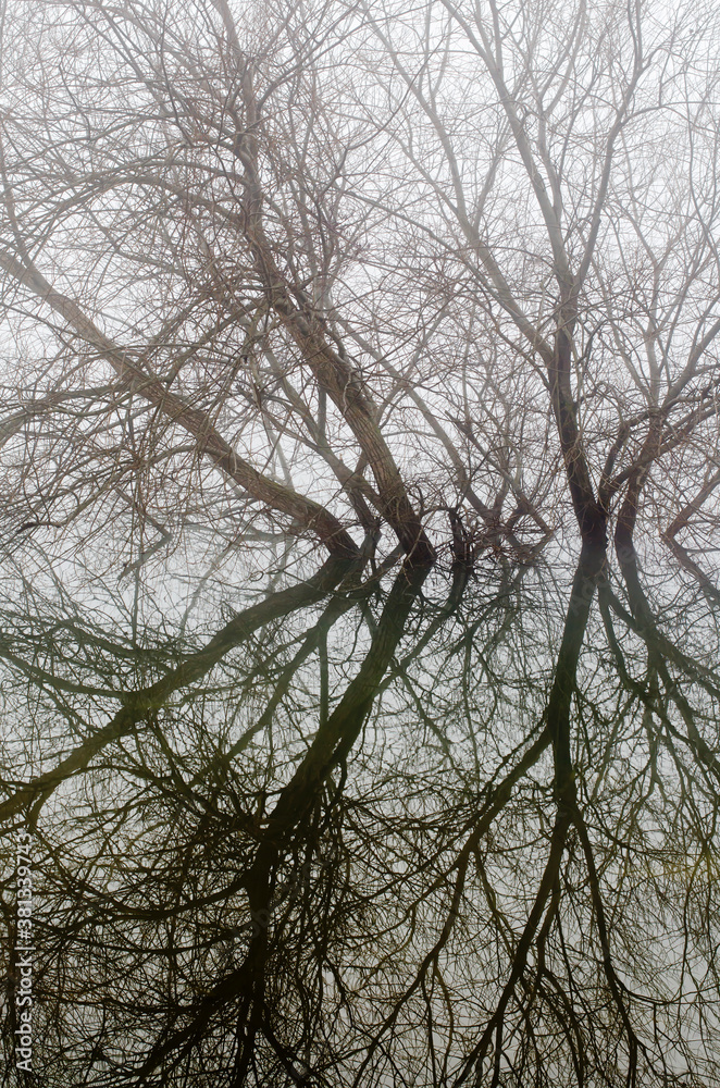 trees and reflection trees and reflection