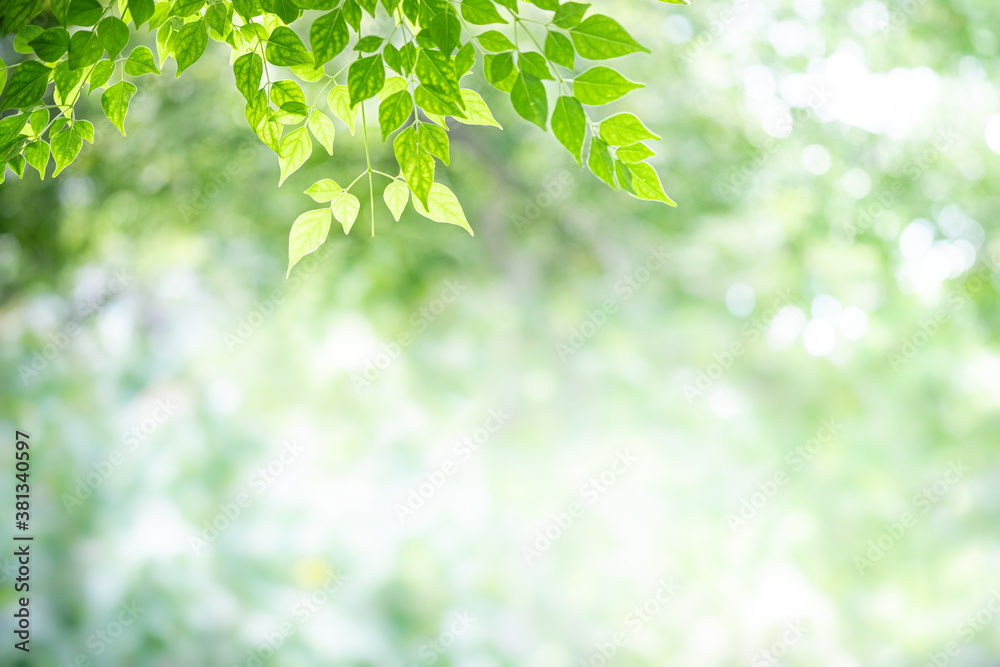 Concept nature view of green leaf on blurred greenery background in garden and sunlight with copy space using as background natural green plants landscape, ecology, fresh wallpaper concept. Concept nature view of green leaf on blurred greenery background in garden and sunlight with copy space using as background natural green plants landscape, ecology, fresh wallpaper concept.