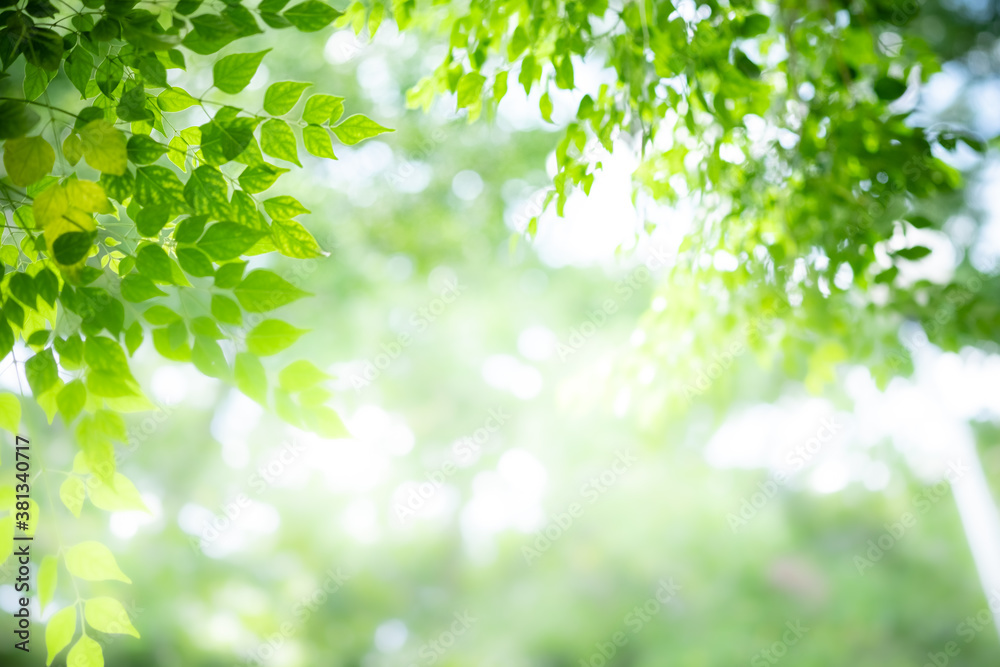 Concept nature view of green leaf on blurred greenery background in garden and sunlight with copy space using as background natural green plants landscape, ecology, fresh wallpaper concept. Concept nature view of green leaf on blurred greenery background in garden and sunlight with copy space using as background natural green plants landscape, ecology, fresh wallpaper concept.