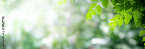 Concept nature view of green leaf on blurred greenery background in garden and sunlight with copy space using as background natural green plants landscape, ecology, fresh wallpaper concept.