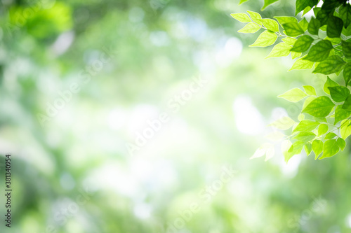 Concept nature view of green leaf on blurred greenery background in garden and sunlight with copy space using as background natural green plants landscape, ecology, fresh wallpaper concept.