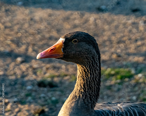 Close up of a domestic greylag goose.  photo