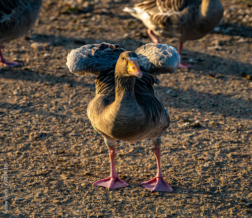 Domestic greylag goose lifting his wings by the pond.
 photo