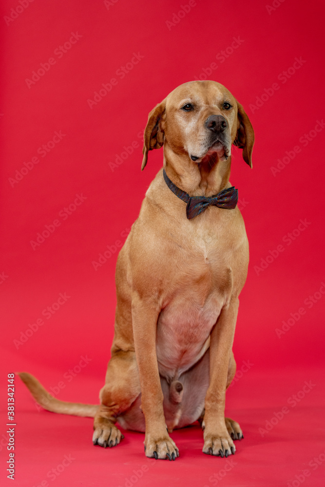 Labrador dog on red background wearing a bow-tie. Labrador dog on red background wearing a bow-tie.