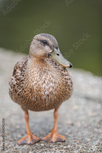 female duck, Anas platyrhynchos, living in a park, in autumn