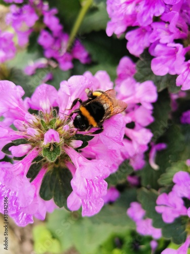 bee on flower