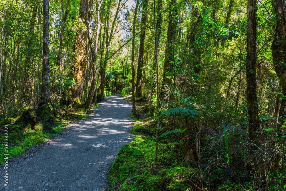 Fototapeta premium Walking path in the forest