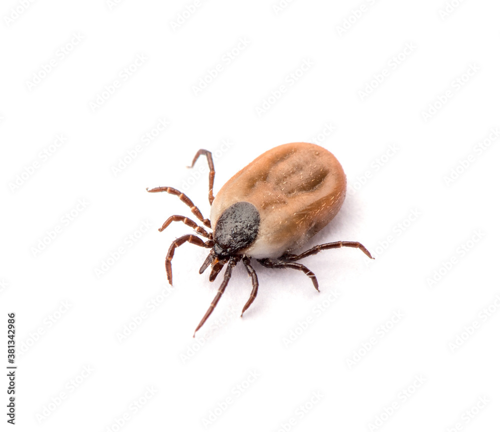 health danger disease carrier ticks health danger disease carrier ticks