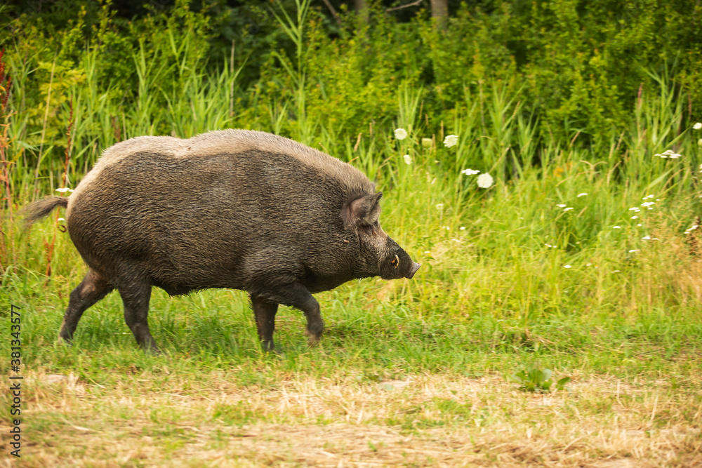 wild boar (Sus scrofa) the male goes pasture in the forest wild boar (Sus scrofa) the male goes pasture in the forest