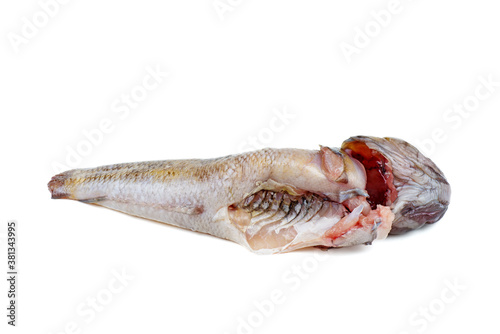 Fresh ready-to-cook round goby fish isolated on white background