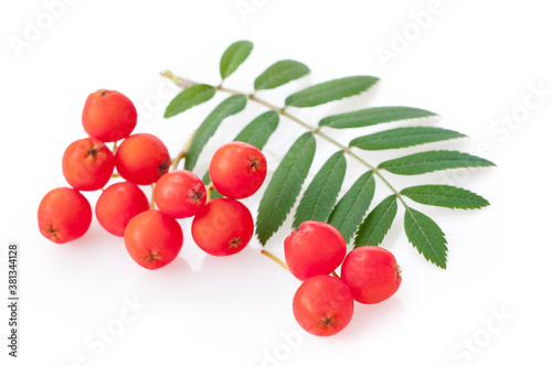 rowan berries with leaves, isolated on white background.