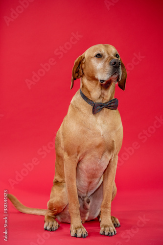 Labrador dog on red background wearing a bow-tie.