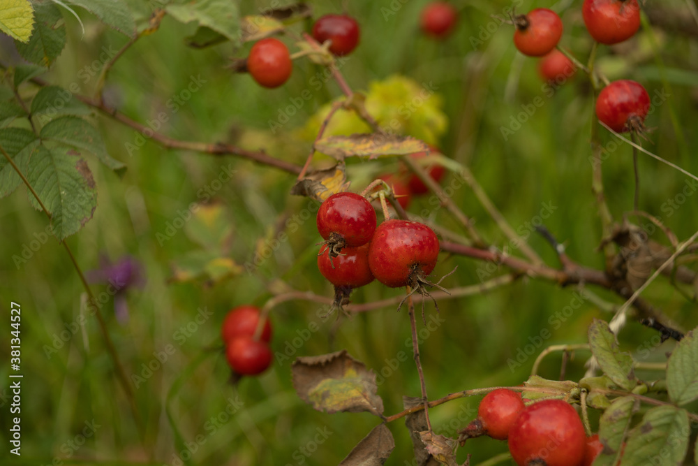 Rosehip bush with ripe red berries close-up. Rosehip bush with ripe red berries close-up.