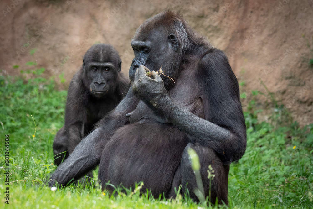 portrait of a gorilla in the zoo. Resting critically endangered lowland gorilla.