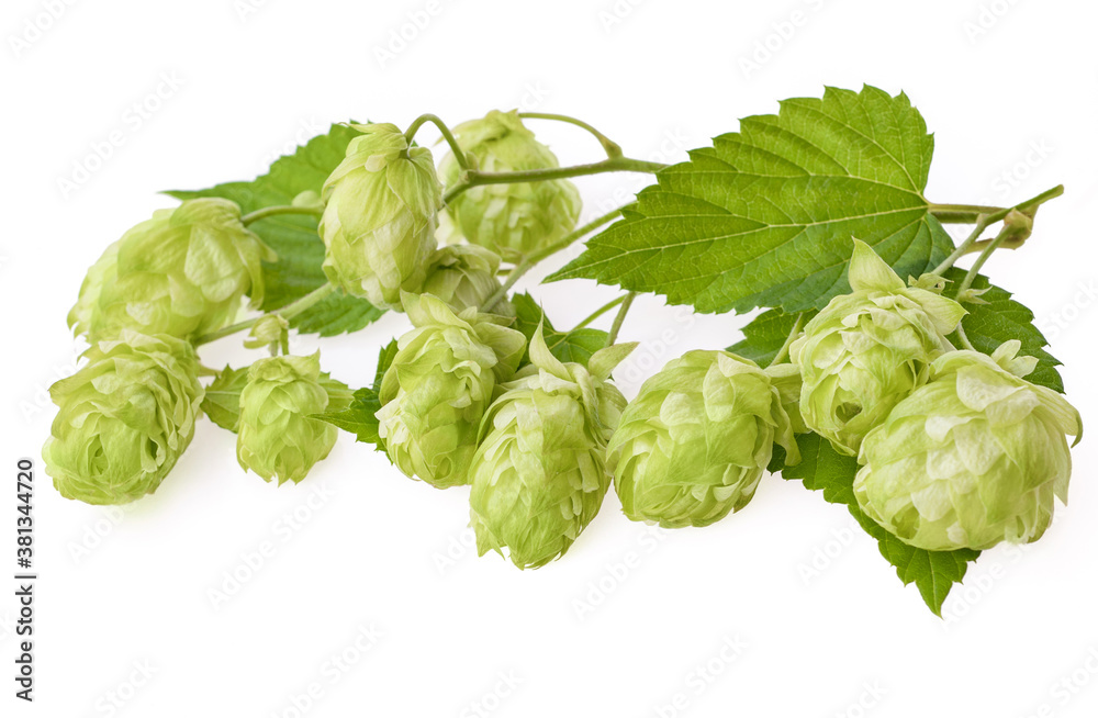 Fresh branches hop with leaves isolate on white background. Fresh branches hop with leaves isolate on white background.