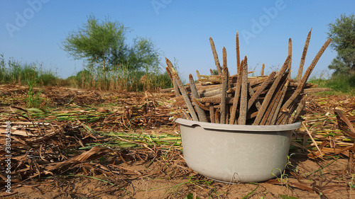 Pile of unprocessed pearl millet in a basket in Indian field while crop harvesting