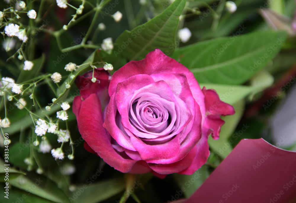 Colorful rose in a bouquet. Background with a rose. Colorful rose in a bouquet. Background with a rose.