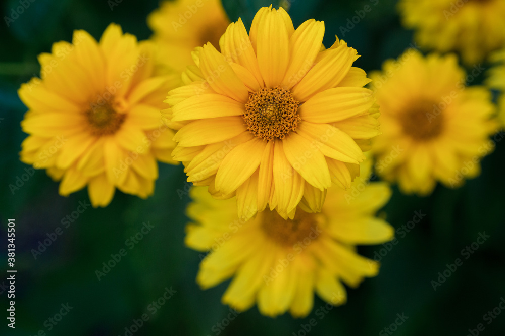 Yellow flowers of lance leaved tickseeds of the sunflower family, coreopsis (Coreopsis pubescens) in garden. Yellow flowers of lance leaved tickseeds of the sunflower family, coreopsis (Coreopsis pubescens) in garden.