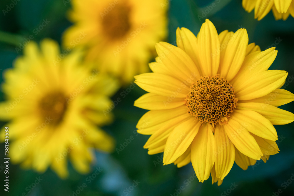 yellow flowers in the garden yellow flowers in the garden