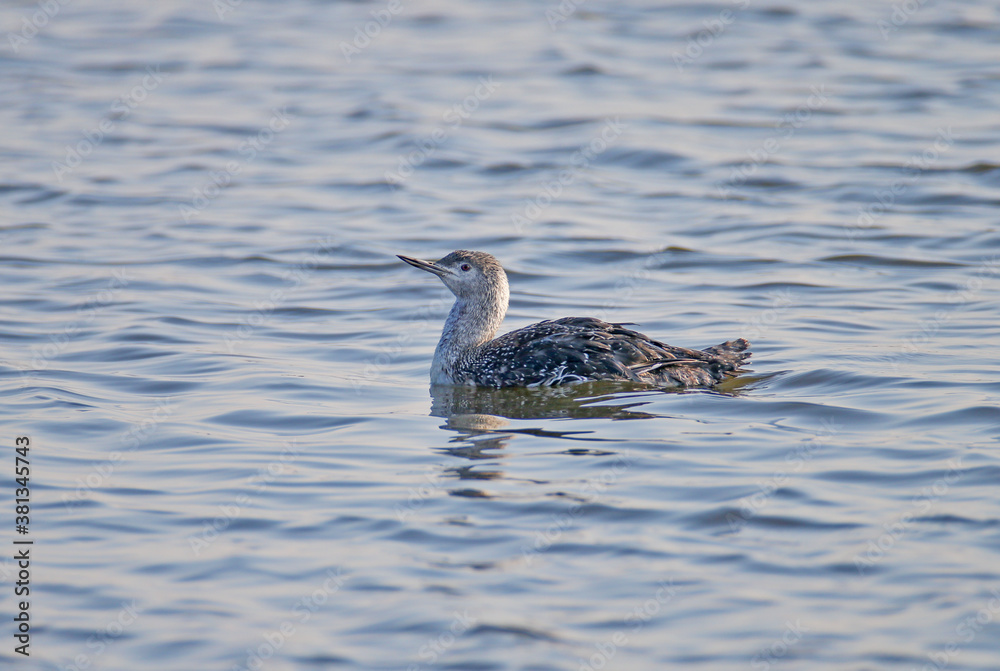 Close-up photo of a red-throated loon in winter plumage swims in the water of the estuary Close-up photo of a red-throated loon in winter plumage swims in the water of the estuary