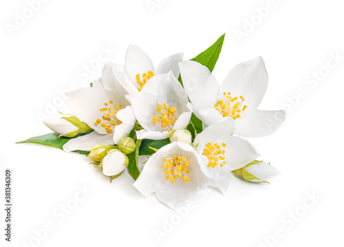 white jasmine flower with leaf isolated on white background