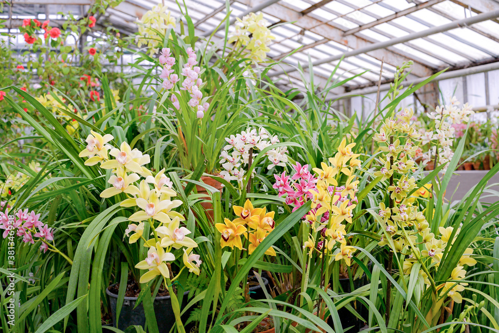 orchid flowers in greenhouse