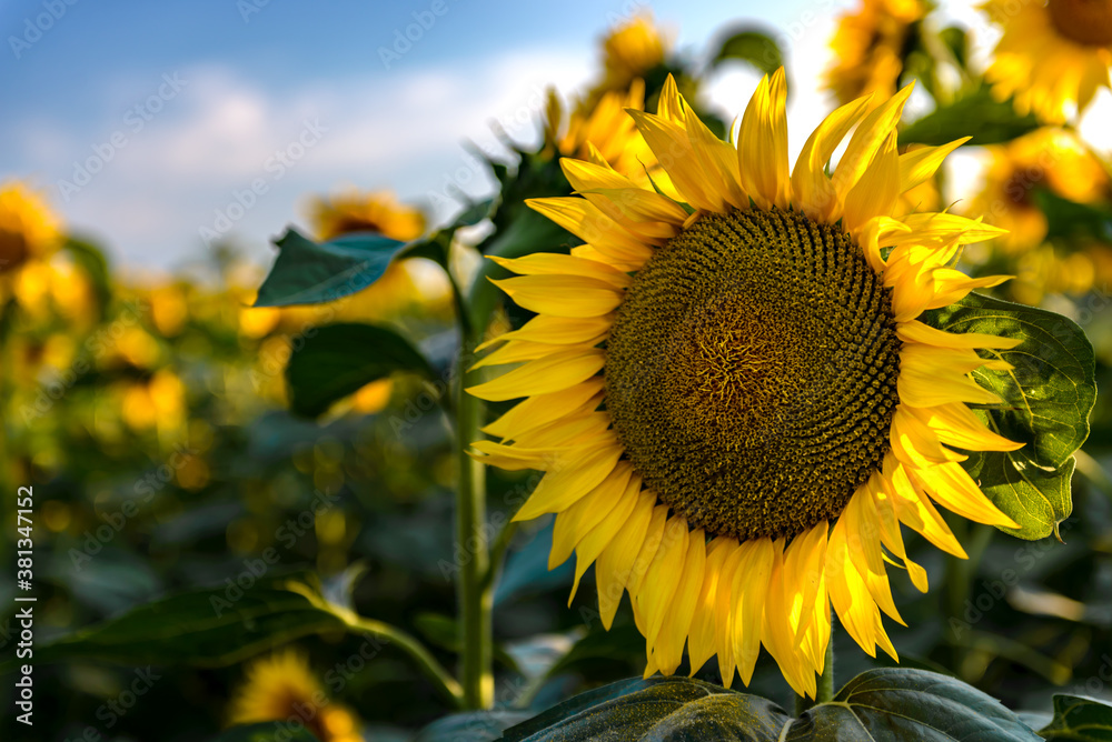 Fototapeta premium Sunflowers in the field