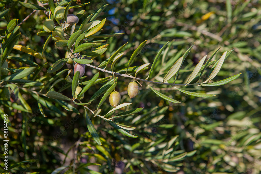 Ramas de olivo con aceitunas u olivas