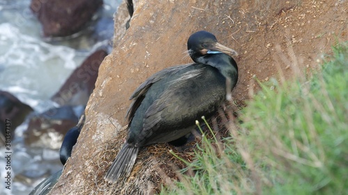 Canvas Print Double-crested cormorant after fishing on rock