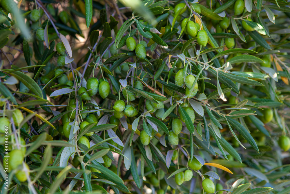 Ramas de olivo con aceitunas u olivas Ramas de olivo con aceitunas u olivas