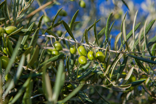 Rama de olivo con aceitunas u olivas