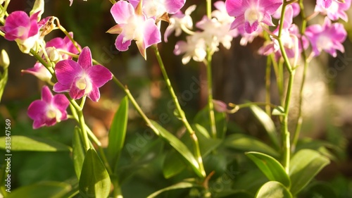 Beautiful lilac purple and magenta orchids growing on blurred background of green park. Close up macro tropical petals in spring garden among sunny rays. Exotic delicate floral blossom with copy space © Dogora Sun