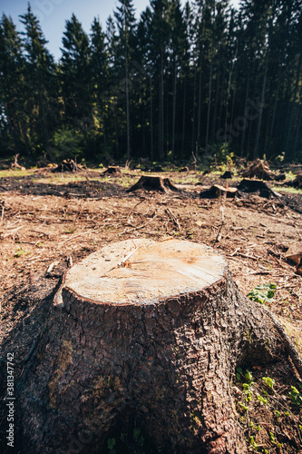 A large stump from a pine tree at a deforestation site - an ecological disaster