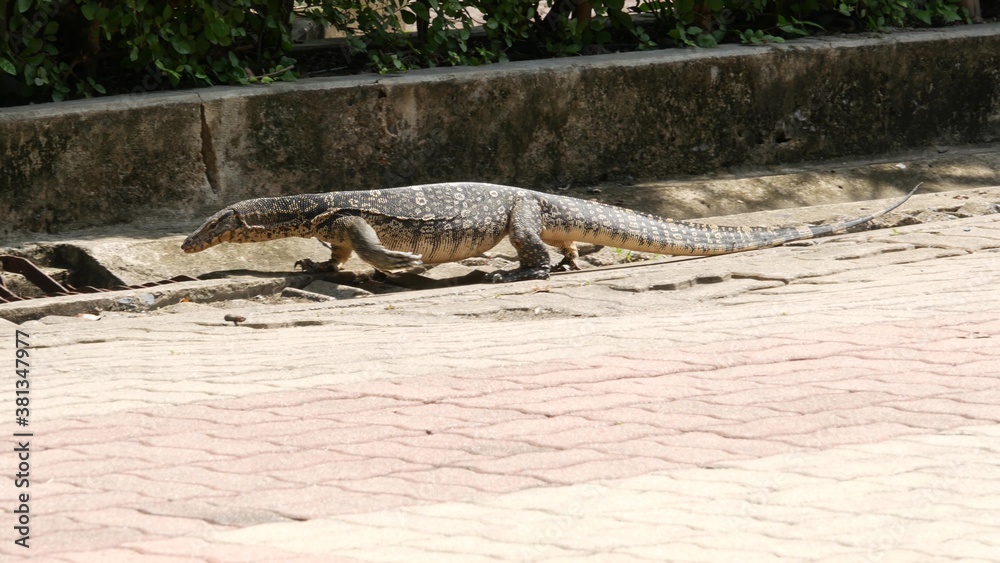 Asian common water monitor large varanid lizard native to Asia. Varanus salvator on the green grass near riverbank, lake or pond. Carnivore Reptile hunting. Wild dragon predator on Bangkok street Asian common water monitor large varanid lizard native to Asia. Varanus salvator on the green grass near riverbank, lake or pond. Carnivore Reptile hunting. Wild dragon predator on Bangkok street