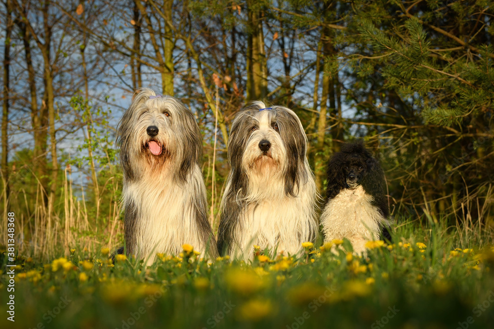 Portrait of bearded collies and puppy of poodle in pink leaves of flower. So patient models and lovely dog.