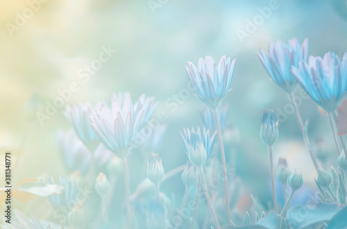 Beautiful flowers in pastel tones for background © Meawstory15Studio