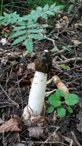 mushroom in the forest