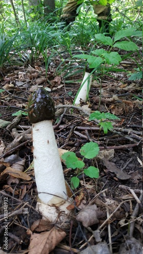 mushroom in the forest