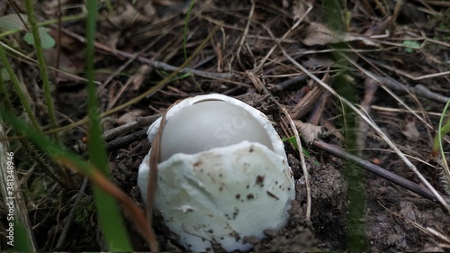 mushroom in the forest