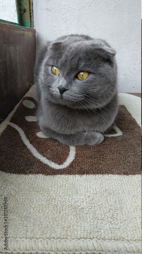 cat
