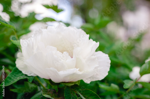 Beautiful white peony flower on bush in garden in spring. Close up. Beautiful tree peony during flowering. Backyard gardening, flower growing Paeonia suffruticosa