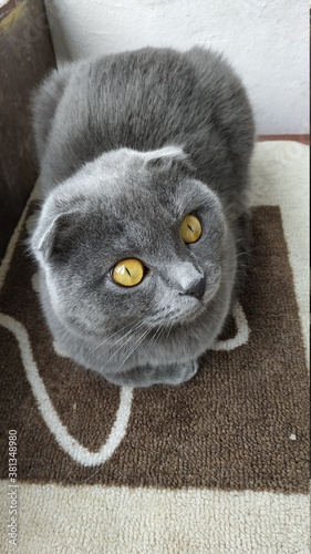 cat
