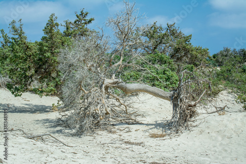 Fototapeta Naklejka Na Ścianę i Meble -   dried up cedar  tree ,white sand,blue water,beach ,Chrissi island.