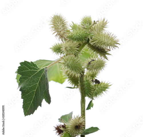 Green burdock plant and leaves isolated on white background with clipping path