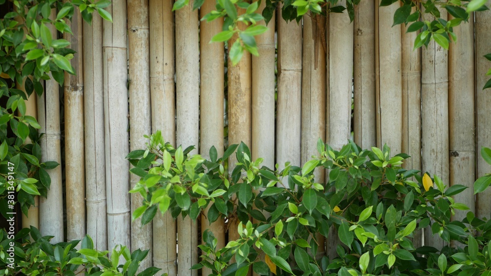 Bamboo fence surrounded by lush vegetation. Durable bamboo fence and bright green bushes in Thailand. Natural background. Juicy exotic tropical leaves texture backdrop with copyspace.