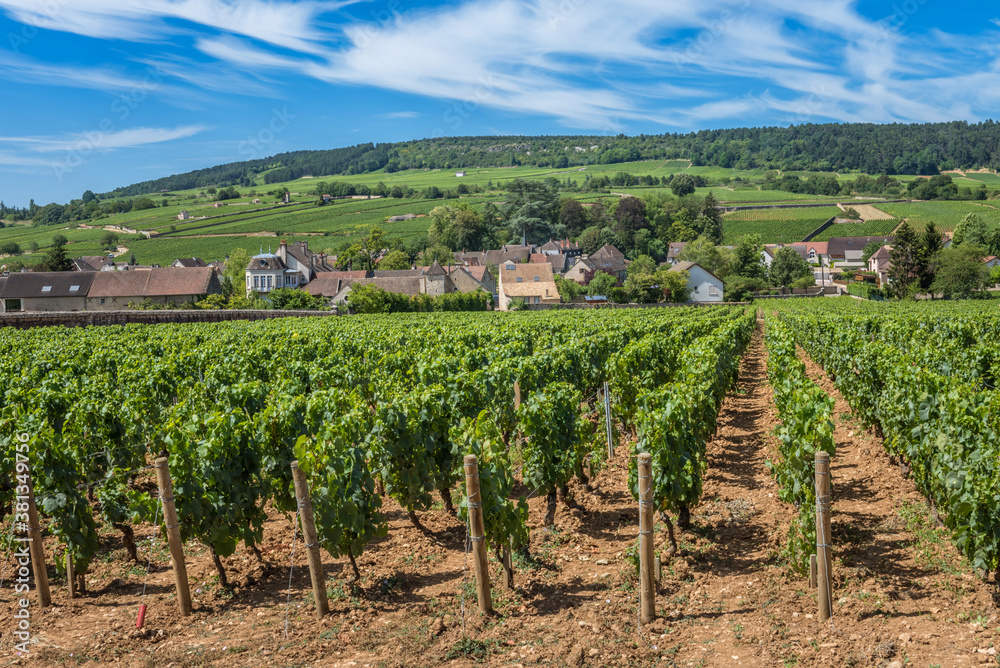 View of in the vineyard in Burgundy Bourgogne home of pinot noir and chardonnay in summer day with blue sky. Cote d'Or