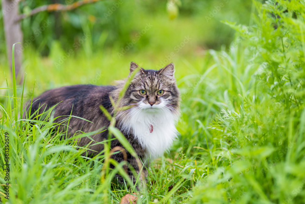 A fluffy striped cat sits on the grass and looks at the camera