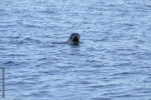 Seal swimming in a fjord in Iceland. © heiko
