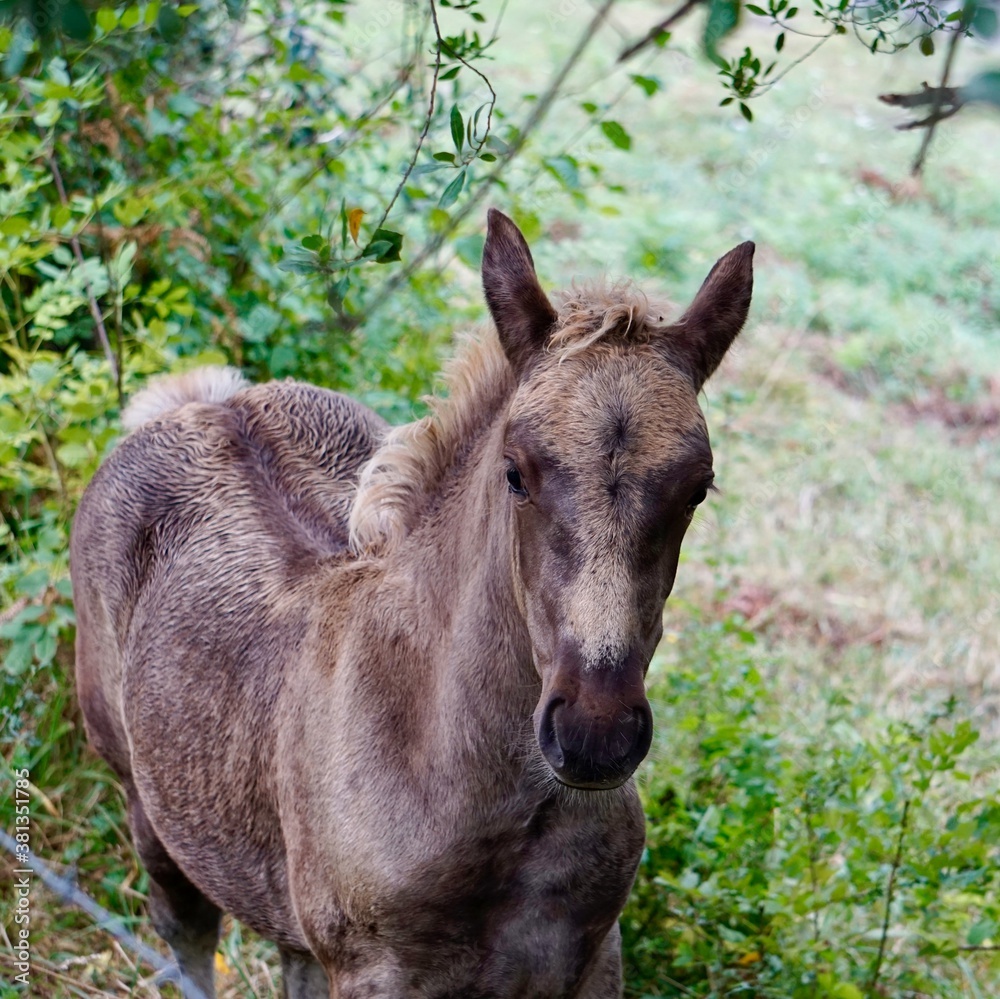 brown horse on the field, beautiful horse in the nature brown horse on the field, beautiful horse in the nature